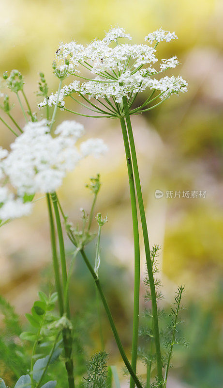 秃头，斯皮涅尔（Meum athamanticum）